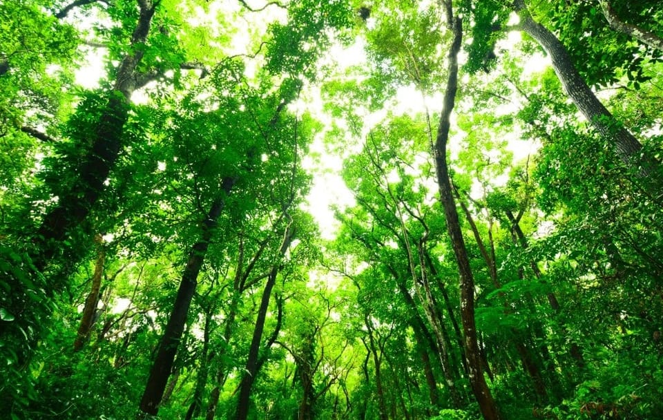 Sinharaja Trekking One Day Tour (Start from Galle)