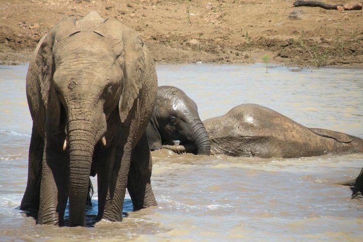 Elephant cooling down