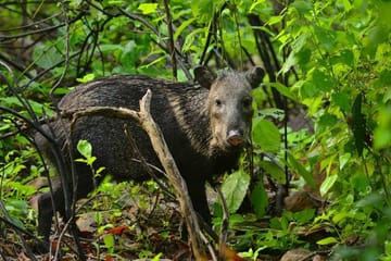 Chaparri Ecological Reserve Day Trip from Chiclayo