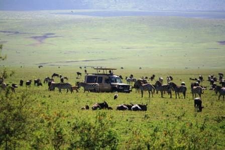 Serengeti Wildlife