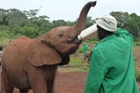 Elephant Orphanage