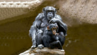 Twin ticket (Loro Parque + Siam Park) with transfer to Loro Park 5