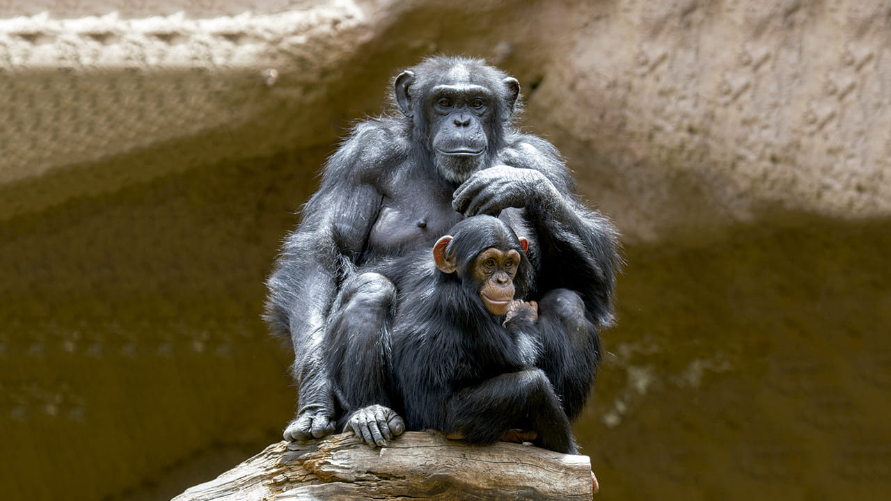 Twin ticket (Loro Parque + Siam Park) with transfer to Loro Park 5