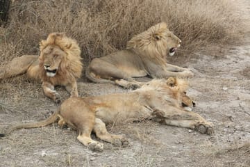 Big Five Luxury Safari in Tanzania