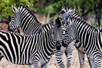 Kruger Park Highlights 6