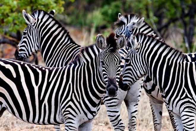 Kruger Park Highlights photo 6