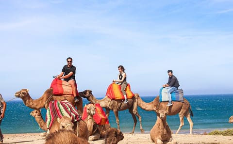 Full-Day Tour of Tangier and Asilah with Camel Ride