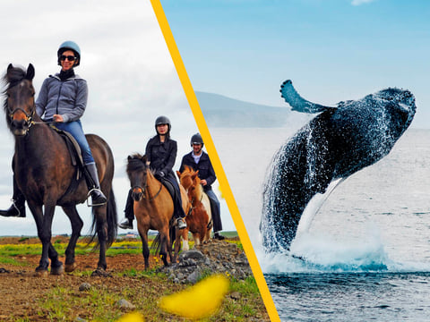 Whales & Horses