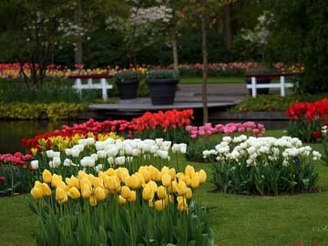 Day Tour to Keukenhof Gardens and Zaanse Schans from Amsterdam