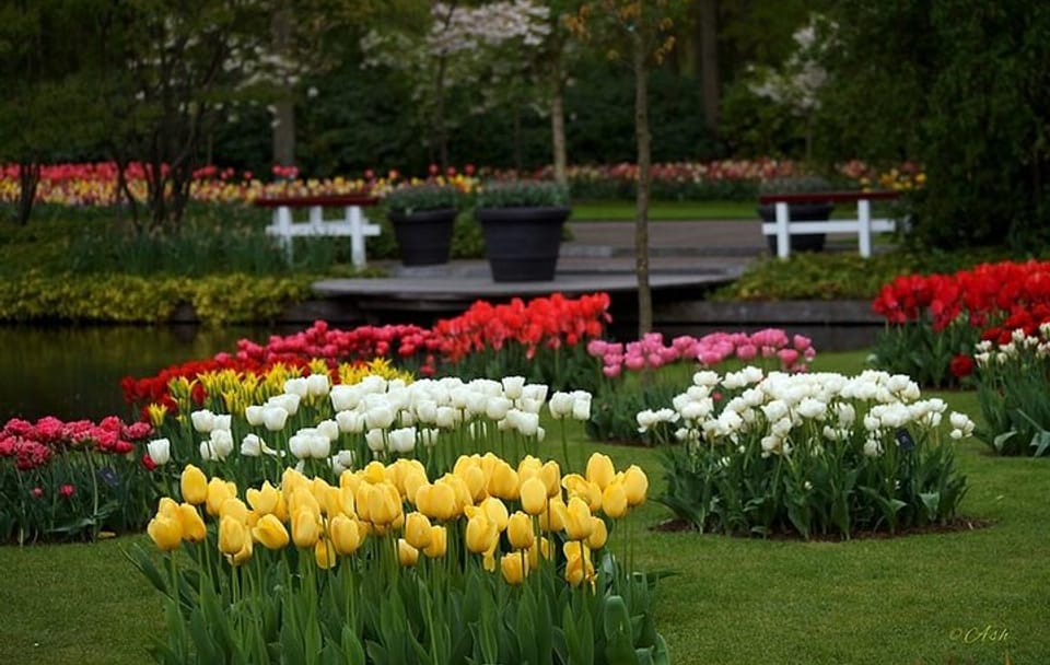 Day Tour to Keukenhof Gardens and Zaanse Schans from Amsterdam