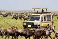 Masai Mara game drive