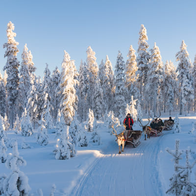 Snowy Forest Reindeer Ride in Rovaniemi - Image 7