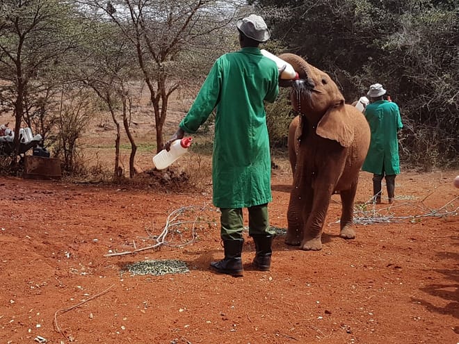 Day Tour: Giraffe Center and David Sheldrick Elephant Orphanage from Nairobi 8