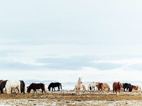 Snæfellsnes en español con almuerzo incluido en una granja en minibus, photo 4