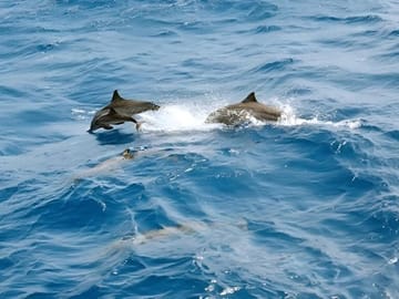 Snorkeling and Dolphin Swimming Tour at Orange Bay, Egypt