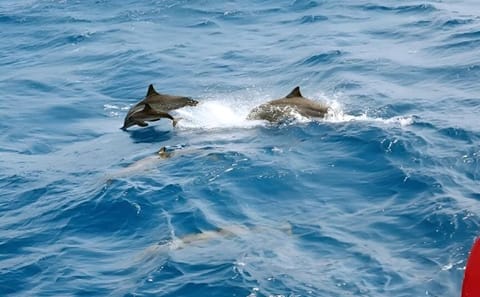 Snorkeling and Dolphin Swimming Tour at Orange Bay, Egypt