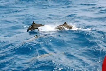 Snorkeling and Dolphin Swimming Tour at Orange Bay, Egypt
