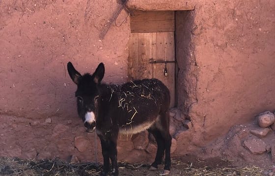 Best Marrakech to Merzouga 3 D 2N Sahara Desert Tour Adventure