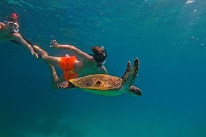 Snorkeling with turtles in Fujairah with Transfer & BBQ lunch