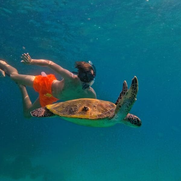Snorkeling with turtles in Fujairah with Transfer & BBQ lunch