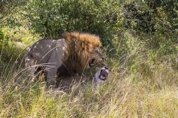 4 Days wildebeest lake nakuru masai mara safari