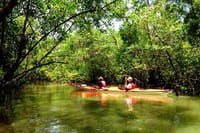 Mangrove and Beach Kayak Tour BY PARATY TOURS 8