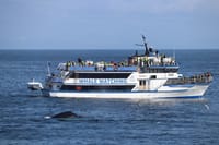 Whale watching