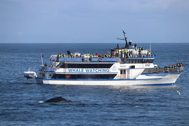Whale watching