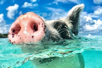 3 Islands Tour, Swim with Pigs, Turtles, Snorkelling & lunch