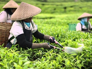 Harvesting