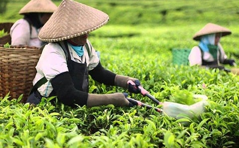 DAY TOUR TO KIAMBETHU TEA FARM IN LIMURU