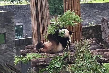 Panda Volunteer Experience and Sichuan Culinary Adventure in Chengdu