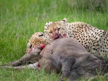 Tanzania Migration Safari