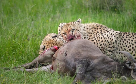 Tanzania Migration Safari