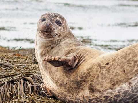 Close up picture of a seal looking in the camera