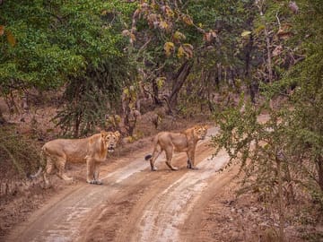 Rajkot to Gir National Park Safari and Cultural Tour