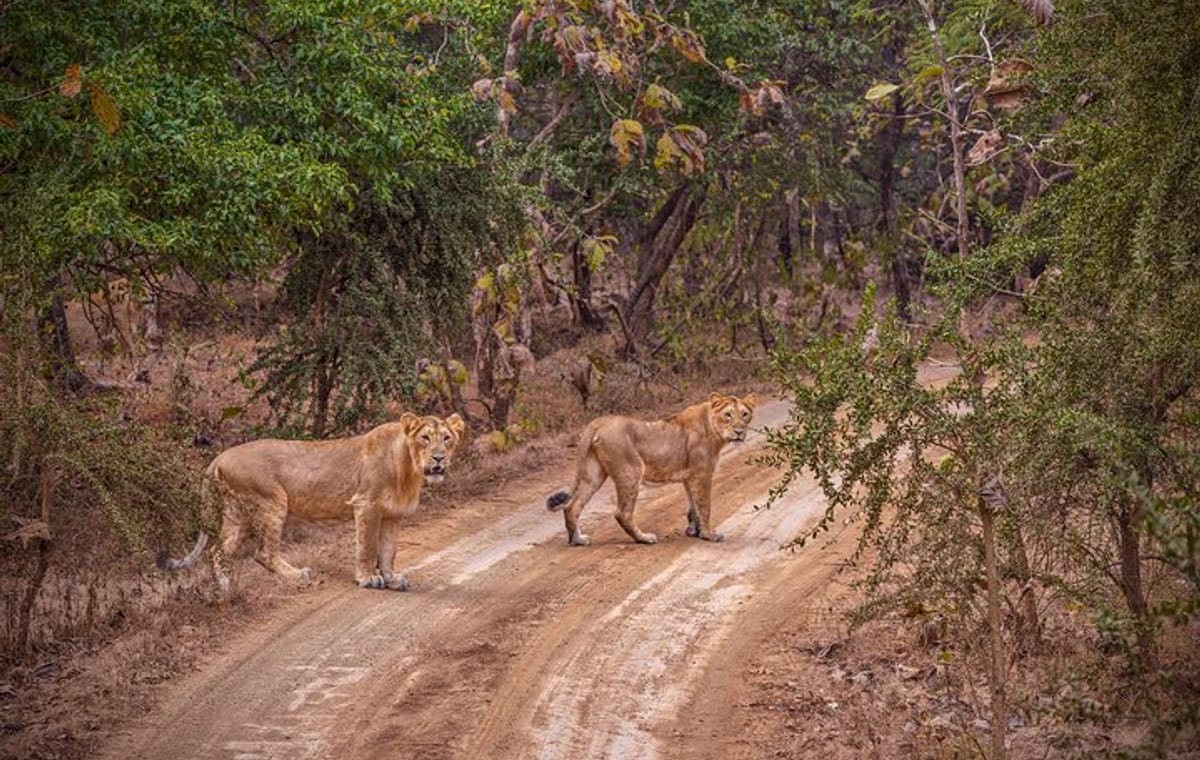 Rajkot to Gir National Park