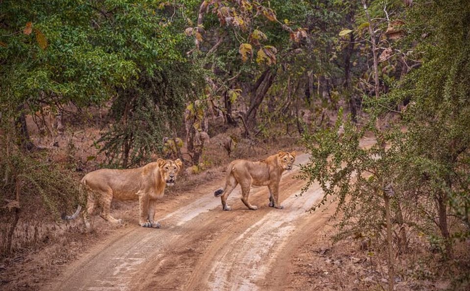 Rajkot to Gir National Park Safari and Cultural Tour