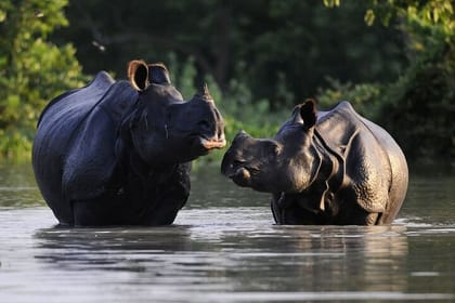 Kaziranga National Park & Guwahati