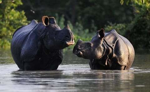 Kaziranga National Park and Guwahati Cultural Tour