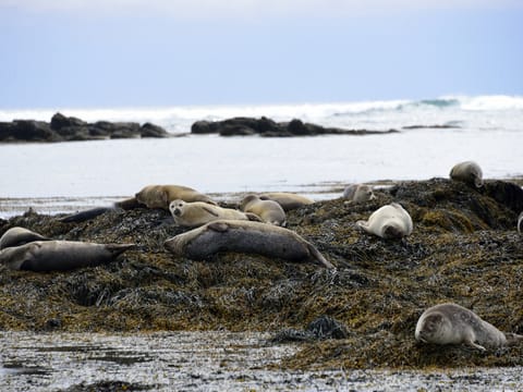 Private deutschsprachige Snæfellsnes Tagestour ab Reykjavík mit Luxus-Van, photo 3