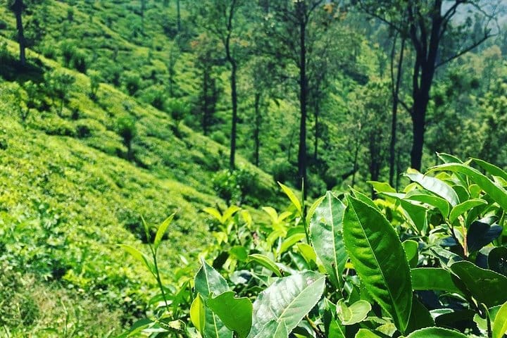 8 Days Classic Tour Sri Lanka