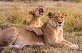 2 Days Masai Mara Private Safari in 4WD Jeep