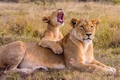 2-Day Masai Mara Safari with Game Drives