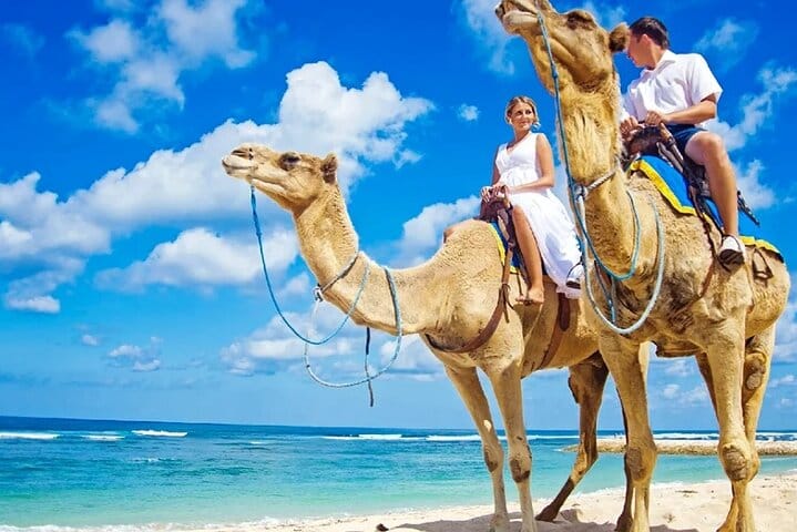 One Hour Camel Riding Adventure With transfer From Hurghada