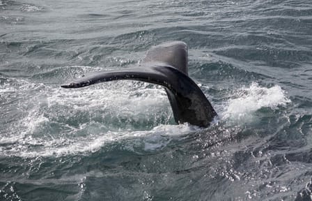 Whale Watching and Northern Lights Cruise in Reykjavik