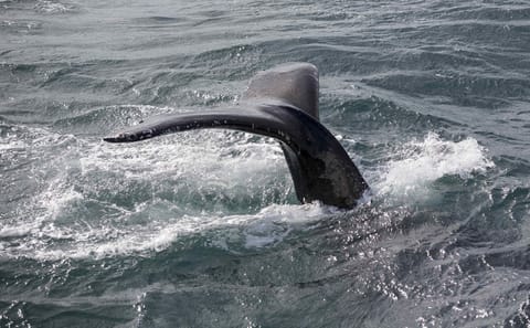 Whale Watching and Northern Lights Cruise in Reykjavik