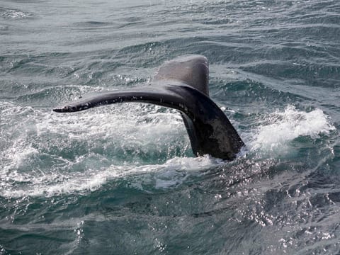 A humpback whale shows its tail before a deep dive during a whale watching experience from Reykjavík Harbour in Faxaflói Bay.