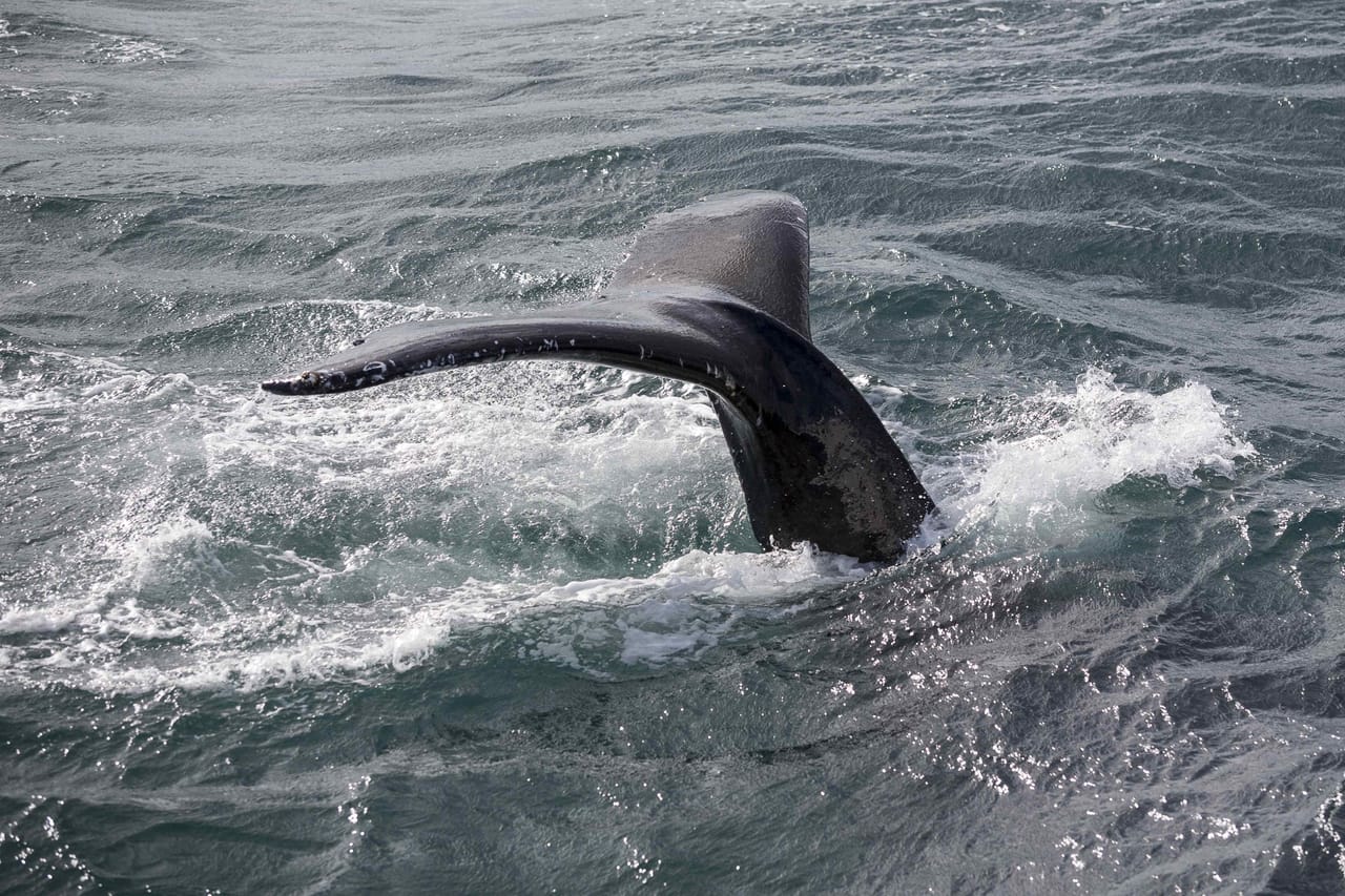 A humpback whale shows its tail before a deep dive during a whale watching experience from Reykjavík Harbour in Faxaflói Bay.