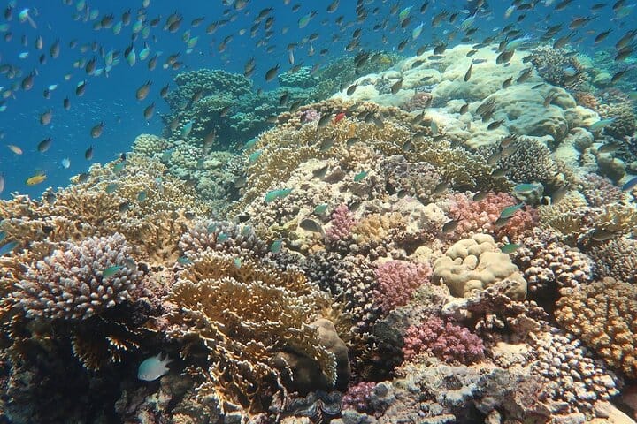 Abu Dabab Semi-Private Trip with tickets & lunch from Hurghada